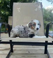 Patch, a male Miniature Australian Shepherd for sale in Bokoshe, OK – 5 of 10