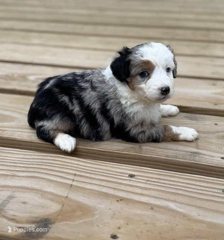 Dippy – Miniature Australian Shepherd puppy for sale in Bokoshe, OK