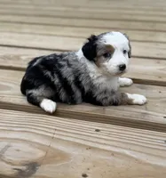 Dippy, a female Miniature Australian Shepherd for sale in Bokoshe, OK – Photo 6 of 9
