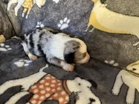 Dippy, a female Miniature Australian Shepherd for sale in Bokoshe, OK – Photo 3 of 6