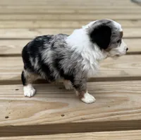 Dippy, a female Miniature Australian Shepherd for sale in Bokoshe, OK – Photo 8 of 9