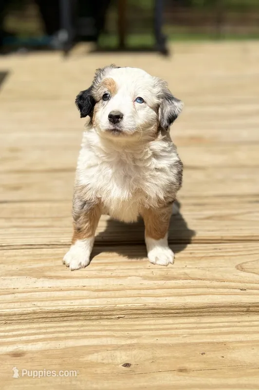 Dippy – Miniature Australian Shepherd puppy for sale in Bokoshe, OK