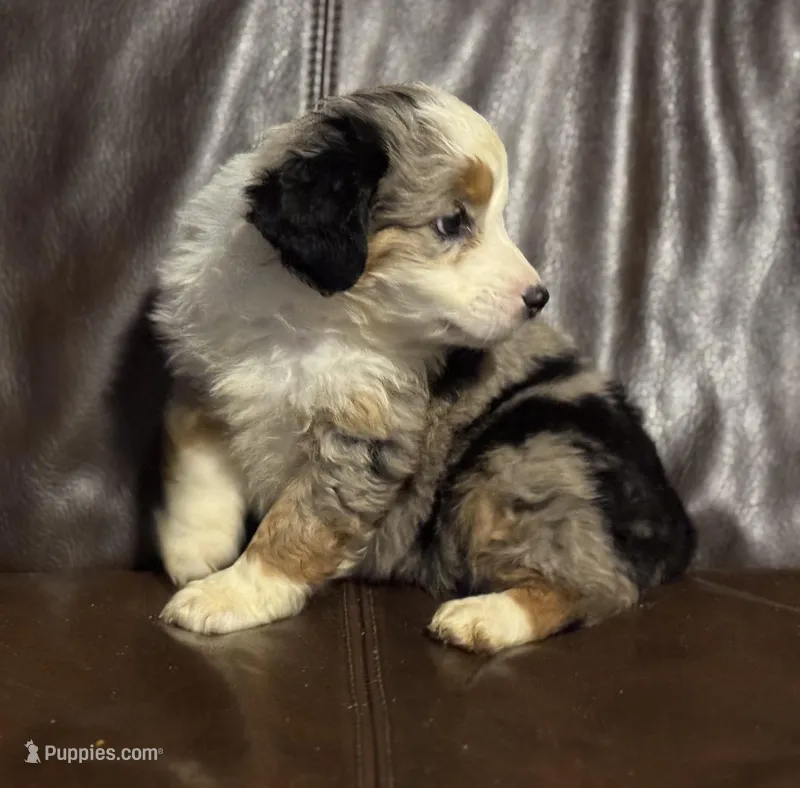 Dippy – Miniature Australian Shepherd puppy for sale in Bokoshe, OK