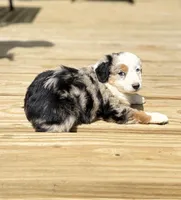 Dippy, a female Miniature Australian Shepherd for sale in Bokoshe, OK – Photo 2 of 9