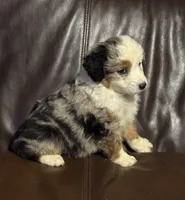 Dippy, a female Miniature Australian Shepherd for sale in Bokoshe, OK – Photo 5 of 9