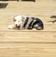 Dippy, a female Miniature Australian Shepherd for sale in Bokoshe, OK – Photo 3 of 9