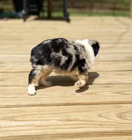 Dippy, a female Miniature Australian Shepherd for sale in Bokoshe, OK – Photo 4 of 9