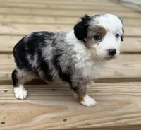Dippy, a female Miniature Australian Shepherd for sale in Bokoshe, OK – Photo 7 of 9