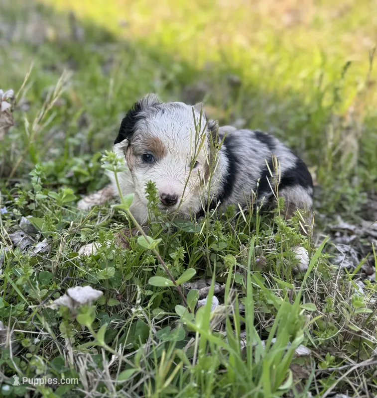 Dippy – Miniature Australian Shepherd puppy for sale in Bokoshe, OK
