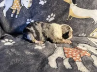 Dippy, a female Miniature Australian Shepherd for sale in Bokoshe, OK – Photo 6 of 6