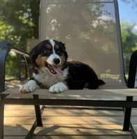 Ben, a male Miniature Australian Shepherd for sale in Bokoshe, OK – 4 of 10