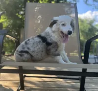 Hoss, a male Miniature Australian Shepherd for sale in Bokoshe, OK – 2 of 8