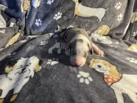 Tuck, a male Miniature Australian Shepherd for sale in Bokoshe, OK – Photo 2 of 5