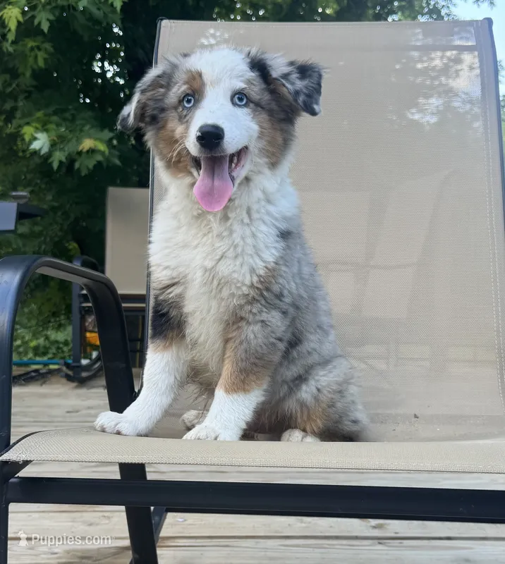 Patch – Miniature Australian Shepherd puppy for sale in Bokoshe, OK