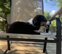 Ben, a male Miniature Australian Shepherd for sale in Bokoshe, OK – 5 of 10