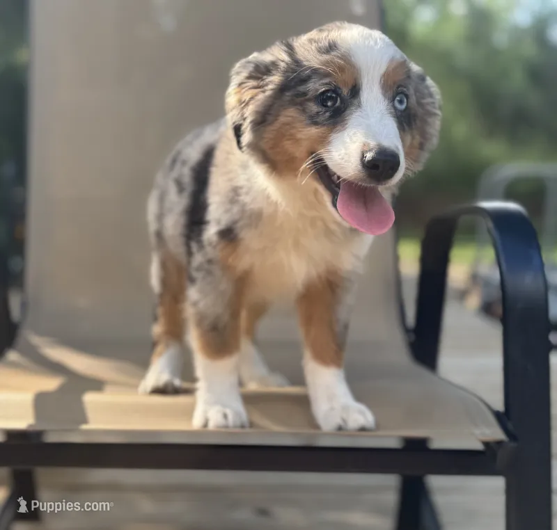 Rosey – Miniature Australian Shepherd puppy for sale in Bokoshe, OK