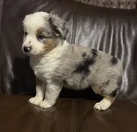 Hoss, a male Miniature Australian Shepherd for sale in Bokoshe, OK – Photo 4 of 9