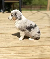 Hoss, a male Miniature Australian Shepherd for sale in Bokoshe, OK – Photo 2 of 9