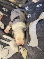 Hoss, a male Miniature Australian Shepherd for sale in Bokoshe, OK – Photo 4 of 7