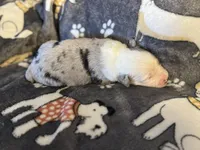 Hoss, a male Miniature Australian Shepherd for sale in Bokoshe, OK – Photo 5 of 7