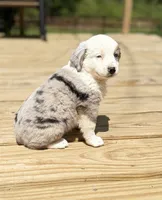 Hoss, a male Miniature Australian Shepherd for sale in Bokoshe, OK – Photo 3 of 9