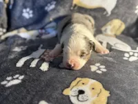 Hoss, a male Miniature Australian Shepherd for sale in Bokoshe, OK – Photo 3 of 7