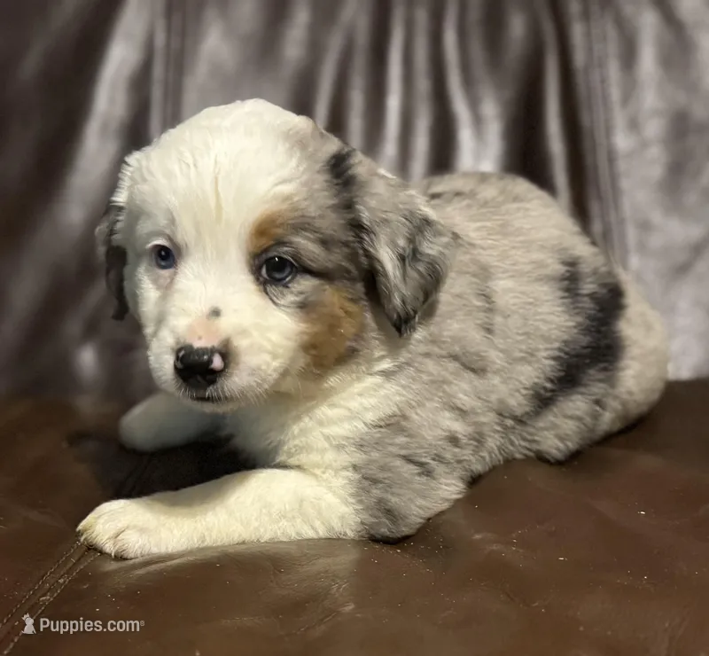 Hoss – Miniature Australian Shepherd puppy for sale in Bokoshe, OK