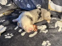 Hoss, a male Miniature Australian Shepherd for sale in Bokoshe, OK – Photo 7 of 7