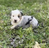 Hoss, a male Miniature Australian Shepherd for sale in Bokoshe, OK – Photo 8 of 9