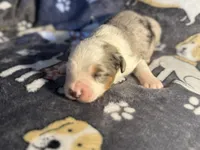 Hoss, a male Miniature Australian Shepherd for sale in Bokoshe, OK – Photo 2 of 7