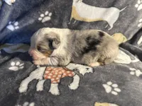 Hoss, a male Miniature Australian Shepherd for sale in Bokoshe, OK – Photo 1 of 7