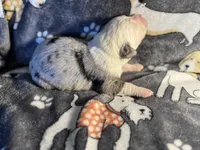 Hoss, a male Miniature Australian Shepherd for sale in Bokoshe, OK – Photo 6 of 7