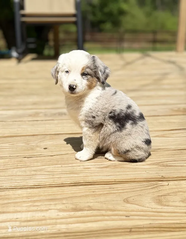 Hoss – Miniature Australian Shepherd puppy for sale in Bokoshe, OK