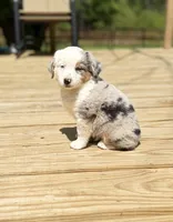 Hoss, a male Miniature Australian Shepherd for sale in Bokoshe, OK – Photo 1 of 9