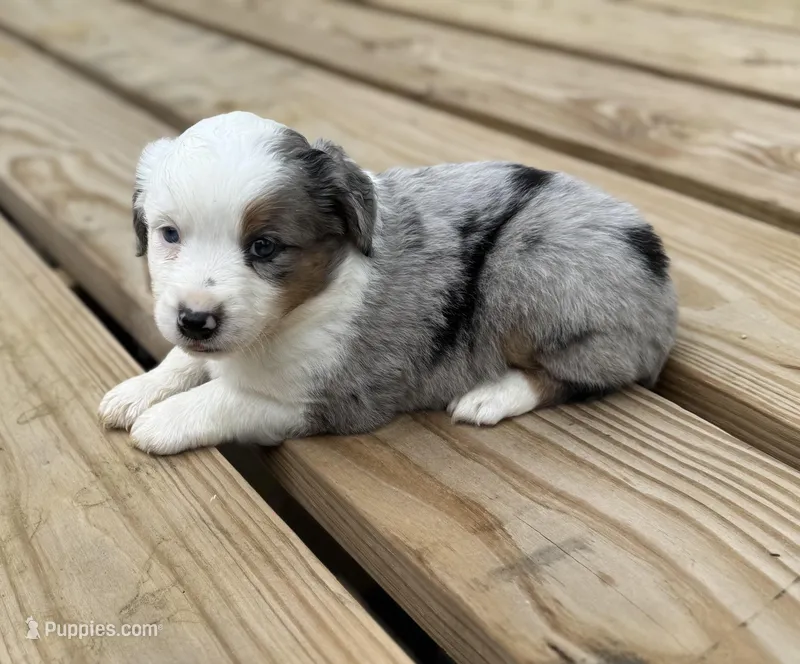 Hoss – Miniature Australian Shepherd puppy for sale in Bokoshe, OK