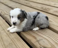 Hoss, a male Miniature Australian Shepherd for sale in Bokoshe, OK – Photo 5 of 9