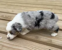 Hoss, a male Miniature Australian Shepherd for sale in Bokoshe, OK – Photo 7 of 9