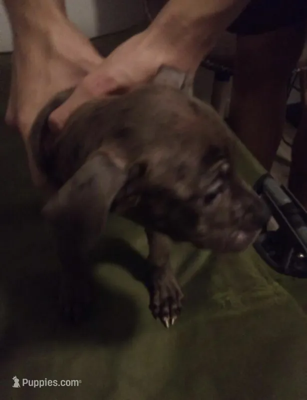 Diego – Great Dane, American Pit Bull Terrier puppy for sale in Akron, OH