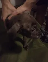 Diego, a male Great Dane and American Pit Bull Terrier for sale in Akron, OH – 1 of 2