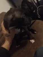 Thumper, a male Great Dane and American Pit Bull Terrier for sale in Akron, OH – 1 of 1