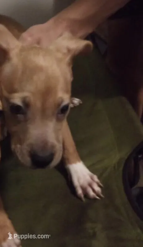 Sandy – Great Dane, American Pit Bull Terrier puppy for sale in Akron, OH