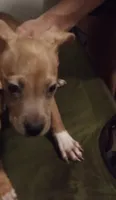 Sandy, a female Great Dane and American Pit Bull Terrier for sale in Akron, OH – 1 of 1