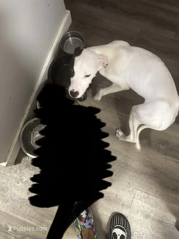 Esmeray – Great Dane, American Pit Bull Terrier puppy for sale in Akron, OH