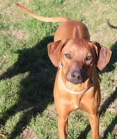 Dolly, a female Rhodesian Ridgeback for sale in Burleson, TX – Photo 2 of 5