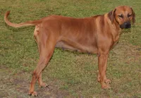 Dolly, a female Rhodesian Ridgeback for sale in Burleson, TX – Photo 5 of 5