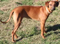 Dolly, a female Rhodesian Ridgeback for sale in Burleson, TX – Photo 3 of 5