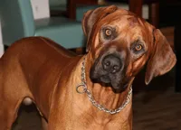 Rudy, a male Rhodesian Ridgeback for sale in Burleson, TX – Photo 1 of 8