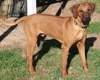 Rudy, a male Rhodesian Ridgeback for sale in Burleson, TX – Photo 7 of 8