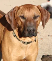 Rudy, a male Rhodesian Ridgeback for sale in Burleson, TX – Photo 3 of 8
