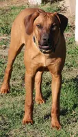 Rudy, a male Rhodesian Ridgeback for sale in Burleson, TX – Photo 4 of 8